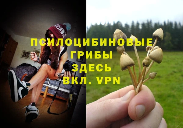 прущие грибы Аркадак